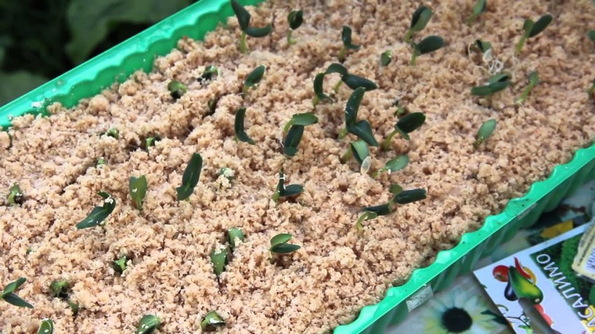 Мульчувати дрібні всходи - погана ідея Мульчувати дрібні всходи - погана ідея