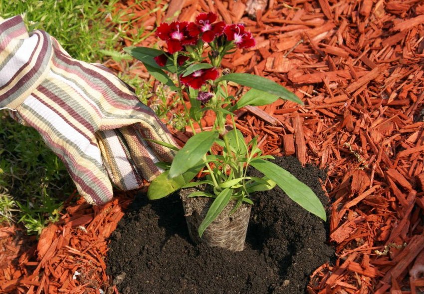 Необхідно залишати навколо рослин невелике вільне простір Необхідно залишати навколо рослин невелике вільне простір