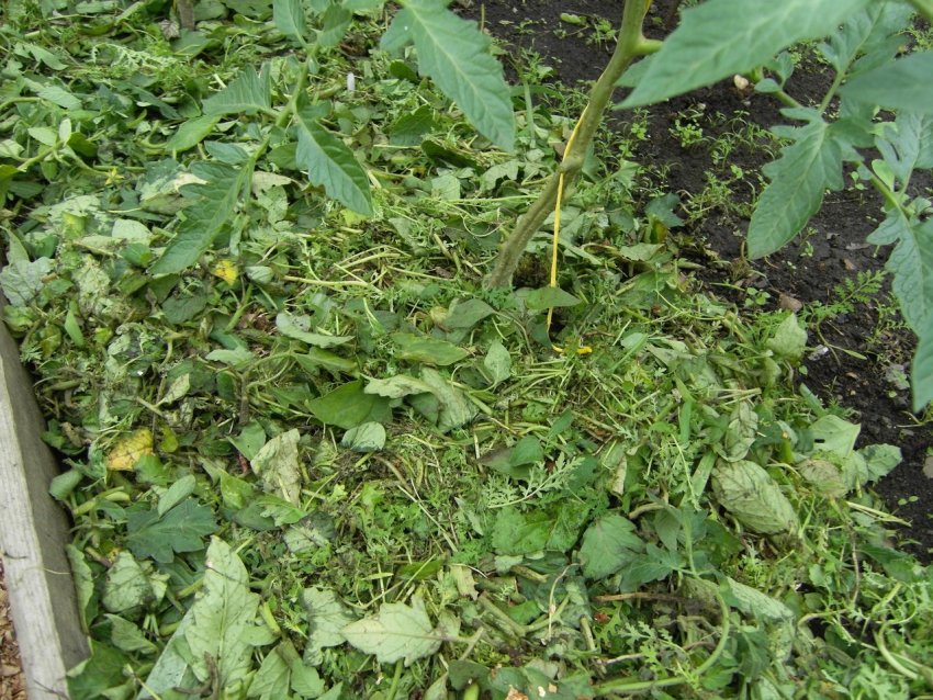 Мульчу з попутної трави Мульчу з попутної трави