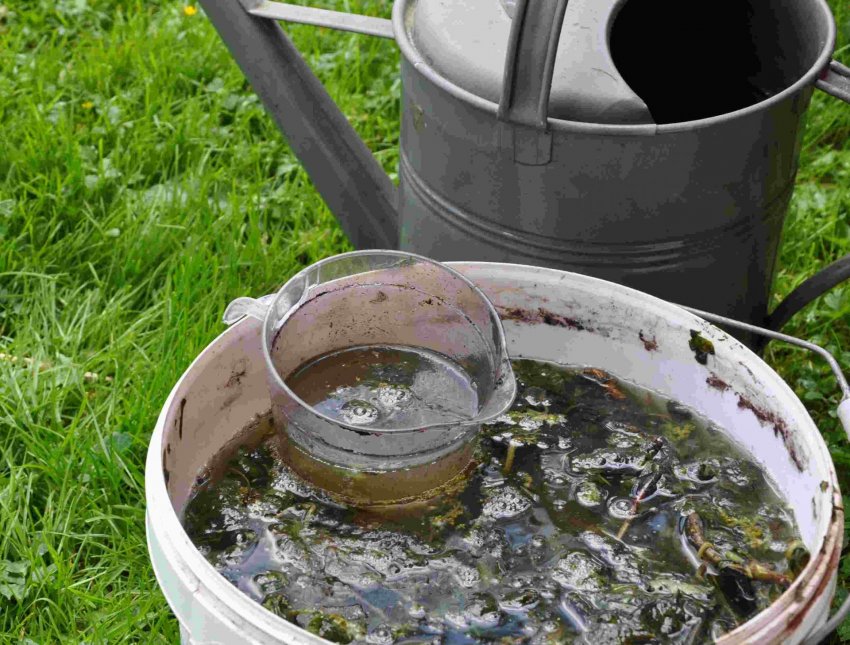 Трав'яний настій