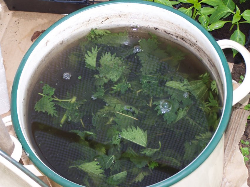 Настій з кропиви