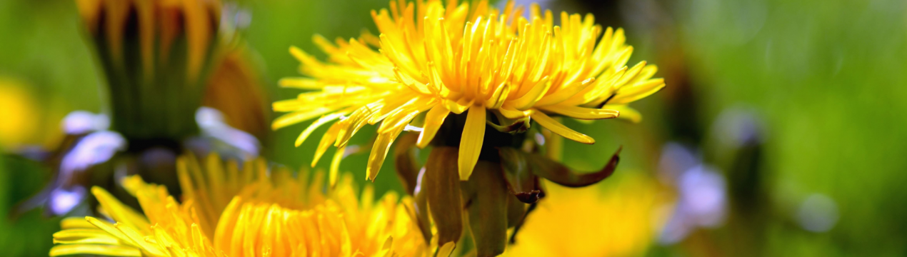 6 способів використання бур’янів після видалення із викорчування