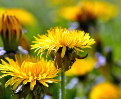 6 способів використання бур’янів після видалення із викорчування