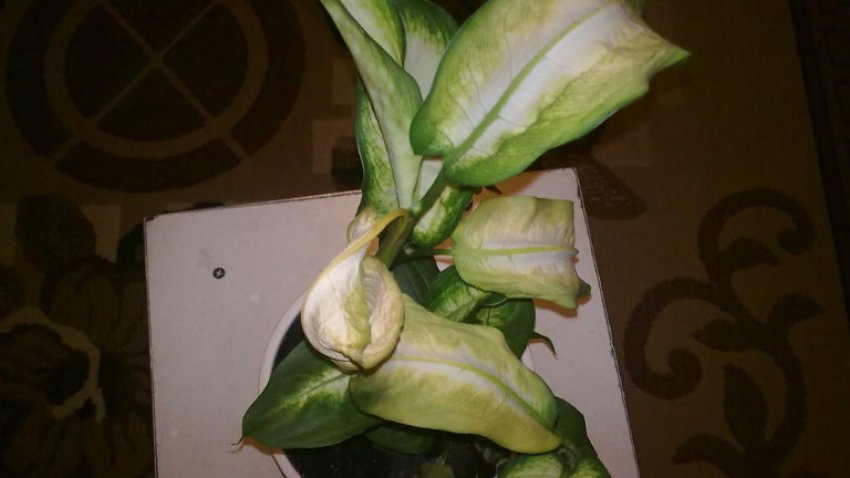 Бронзовость