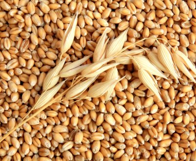 Як зберегти якість зберігаючогося зерна цим літом