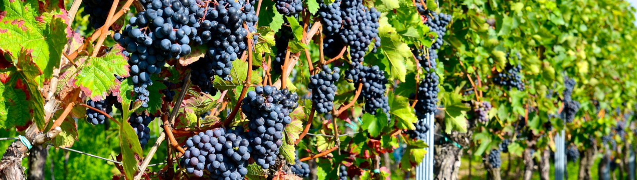 Словацькі винороби змушені збирати свої лози