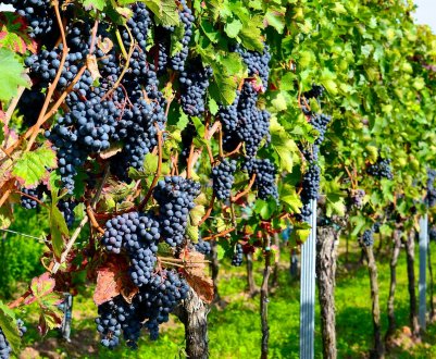 Словацькі винороби змушені збирати свої лози
