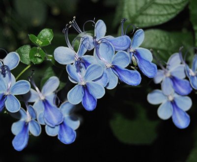 Клеродендрум угандійський: догляд в домашніх умовах