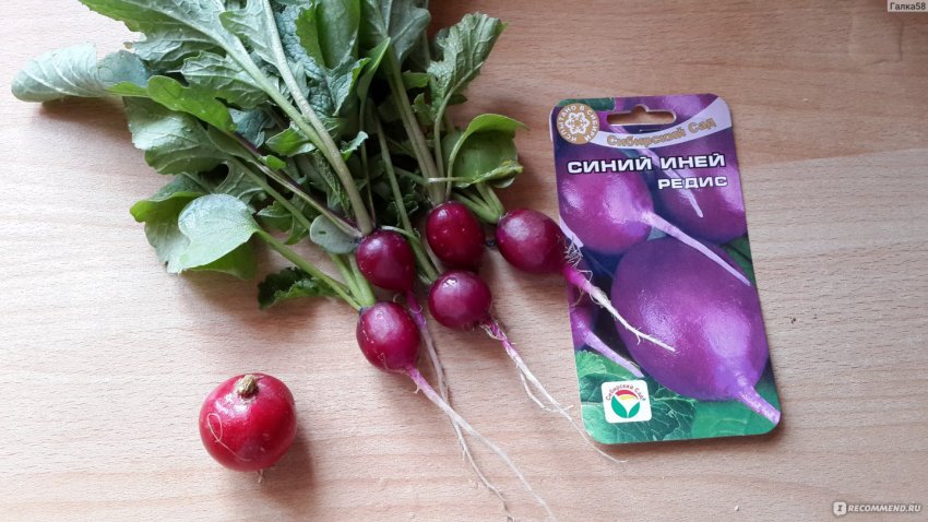 Редис сорту Синя інія Редис сорту Синя інія