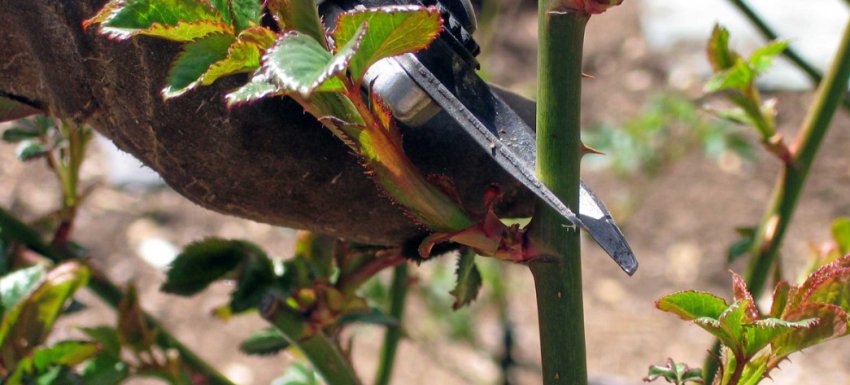 Обрізка троянд