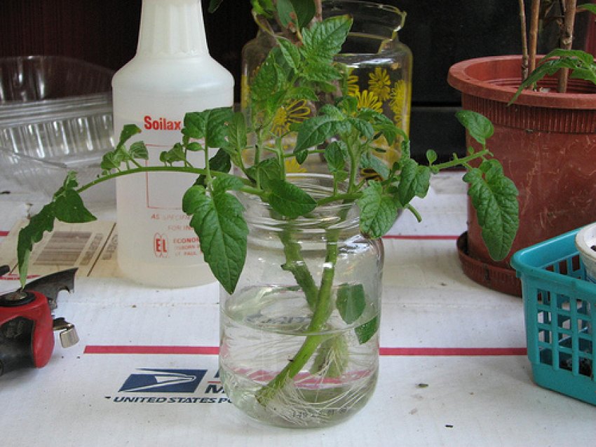 Коріннеутворення на черенку томата Коріннеутворення на черенку томата