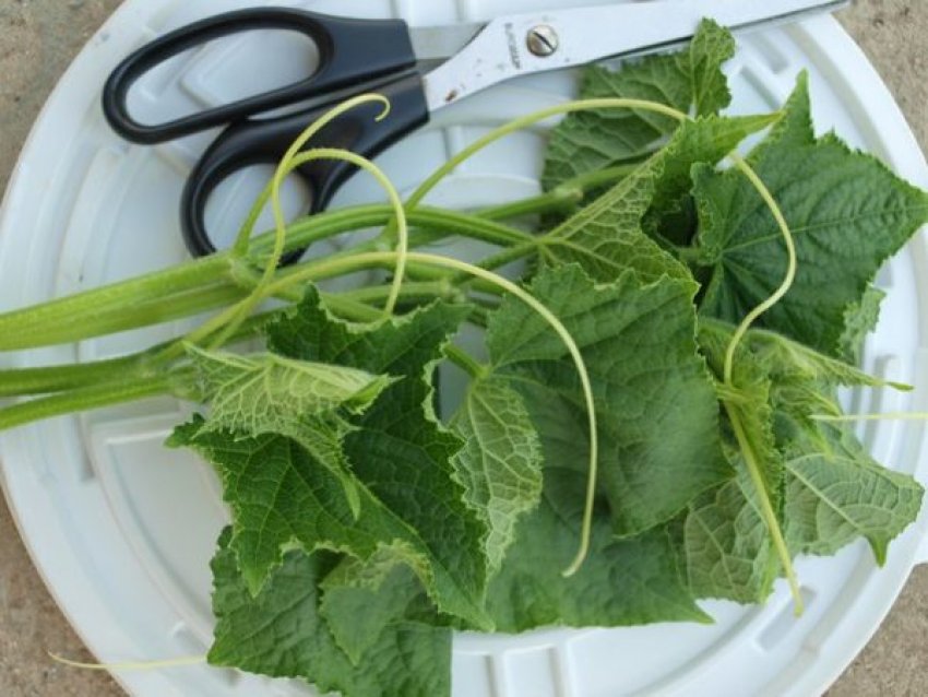 Скинуті корені огірків Скинуті корені огірків