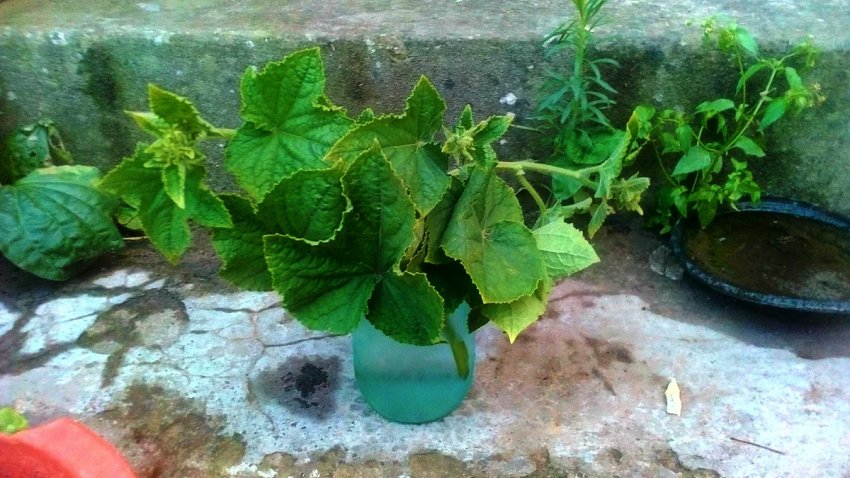 Проростання коренів огірків Проростання коренів огірків