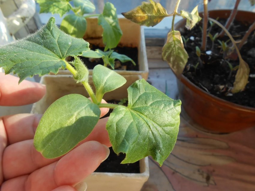 Висаджений корінець огірка Висаджений корінець огірка