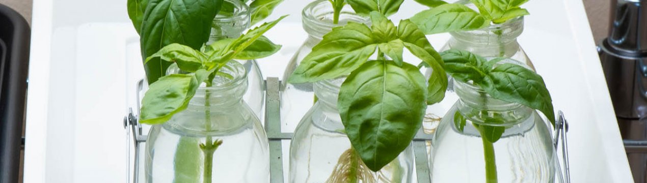 Укорінення овочевих черенків: як вирощувати овочі з черенків