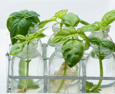 Укорінення овочевих черенків: як вирощувати овочі з черенків