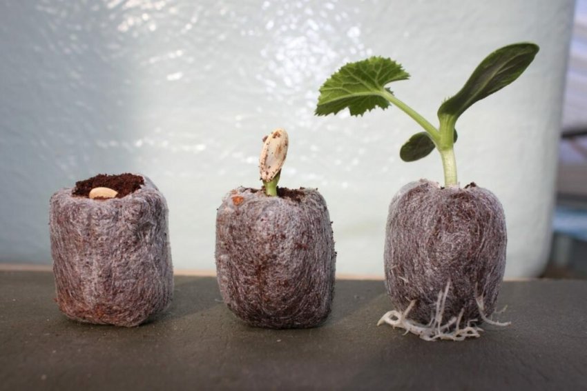 Кокосові таблетки з сіянцем Кокосові таблетки з сіянцем