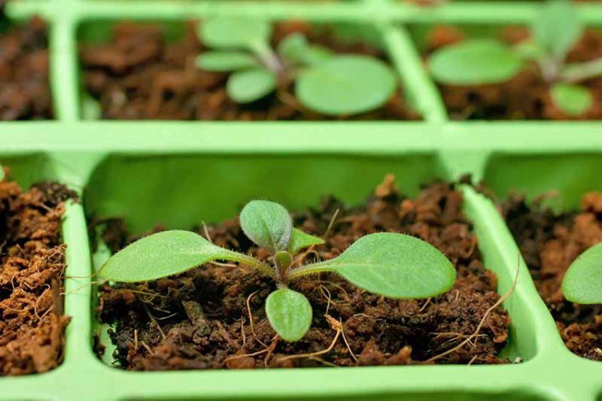 Використання кокосового торфу після пікірування сіянців Використання кокосового торфу після пікірування сіянців