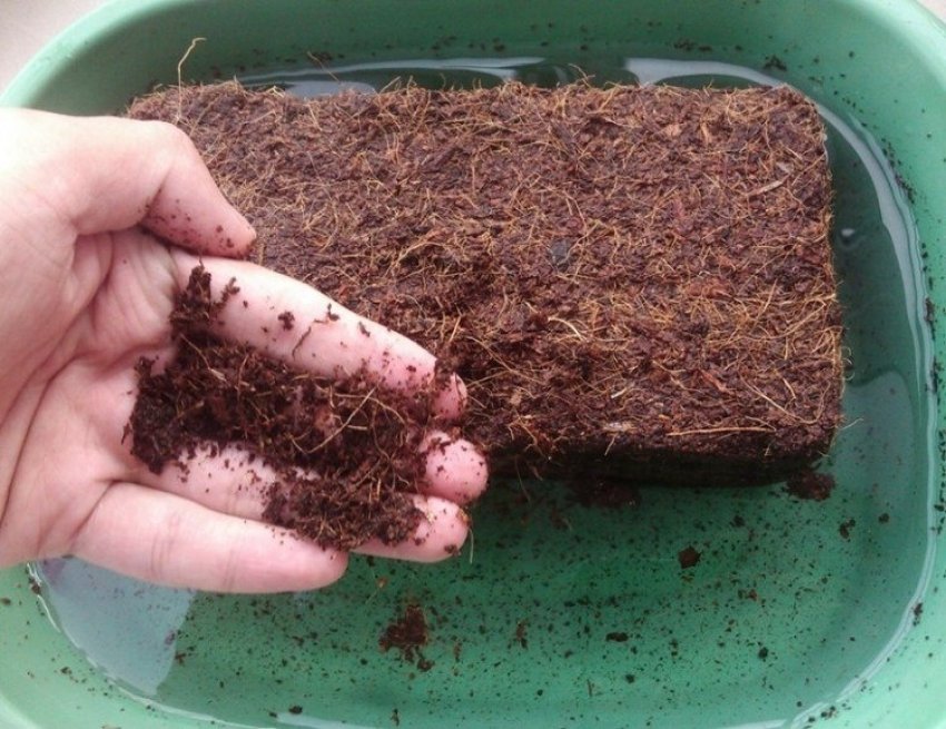 Кокосовий торф заливаємо водою Кокосовий торф заливаємо водою