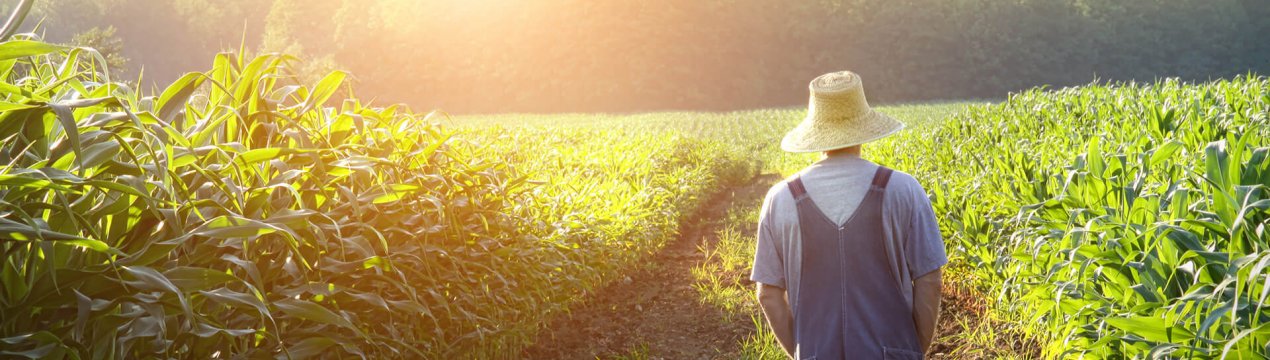 Румунське сільське господарство в тіні епідемії коронавірусу