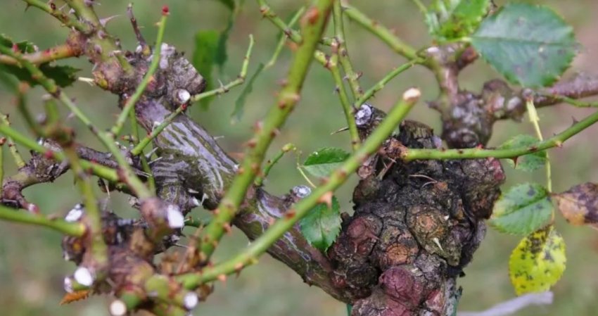 Обрізка троянд