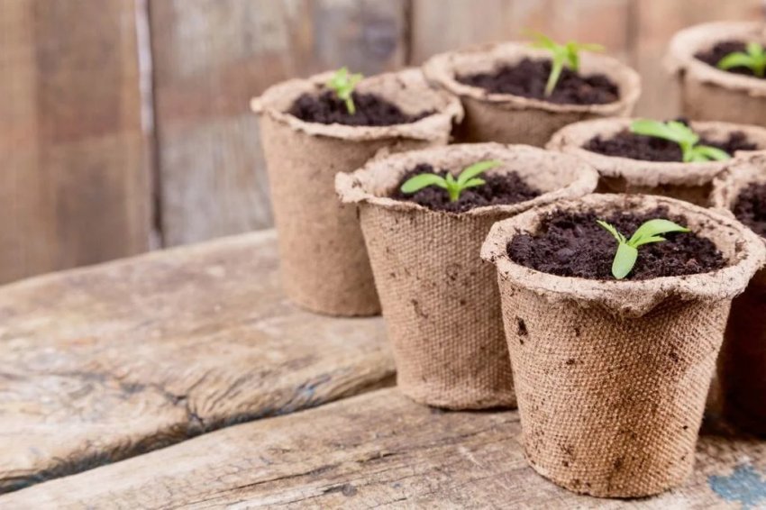 Картонні стаканчики для розсади Картонні стаканчики для розсади