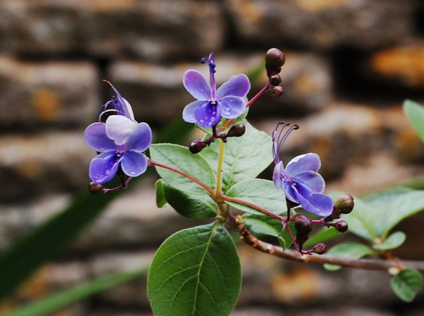 Клеродендрум угандійський Клеродендрум угандійський