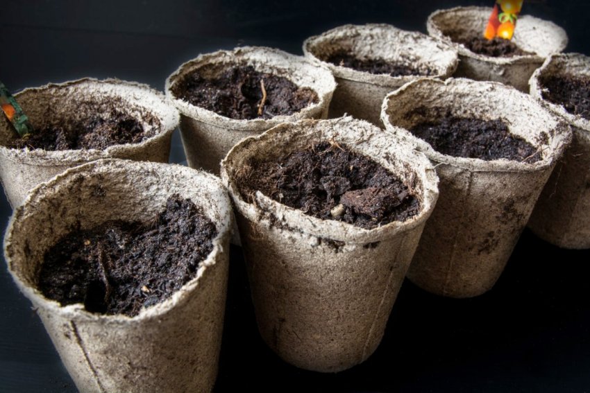 Одноразові ємності для вирощування розсади Одноразові ємності для вирощування розсади