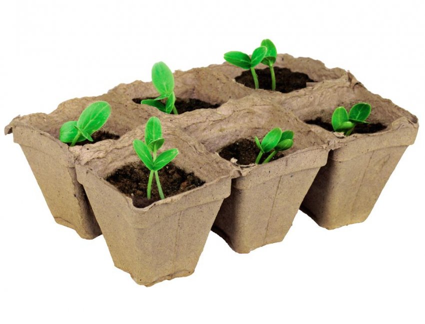 Картонні стаканчики для розсади Картонні стаканчики для розсади