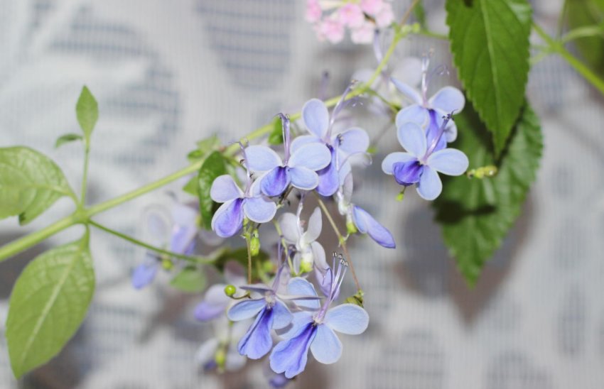 Клеродендрум угандійський Клеродендрум угандійський