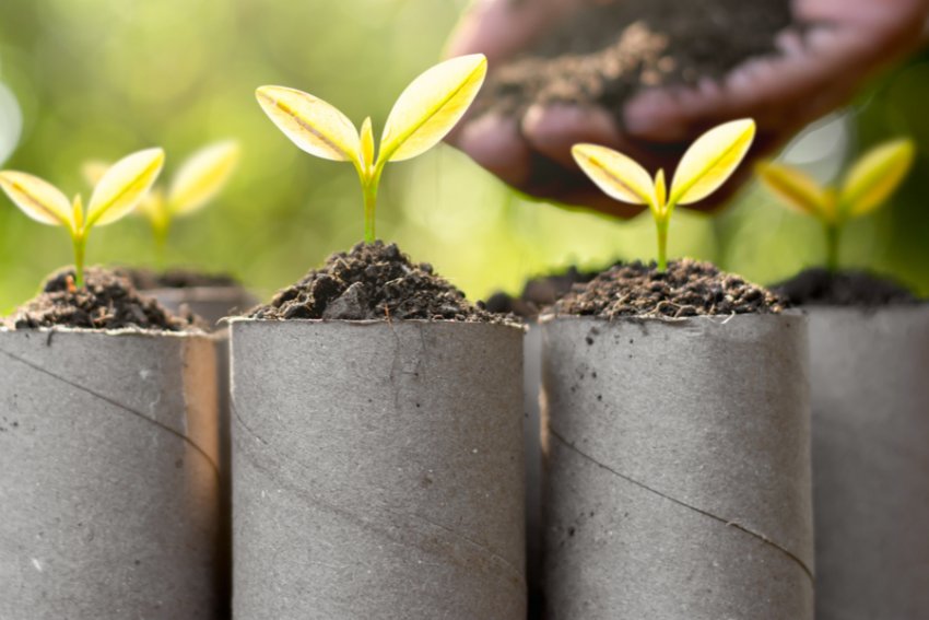 Використання втулок від туалетного паперу як ємностей для вирощування розсади Використання втулок від туалетного паперу як ємностей для вирощування розсади