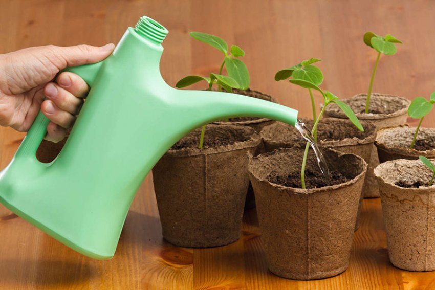 Потрібно уважно стежити за вологістю субстрату Потрібно уважно стежити за вологістю субстрату