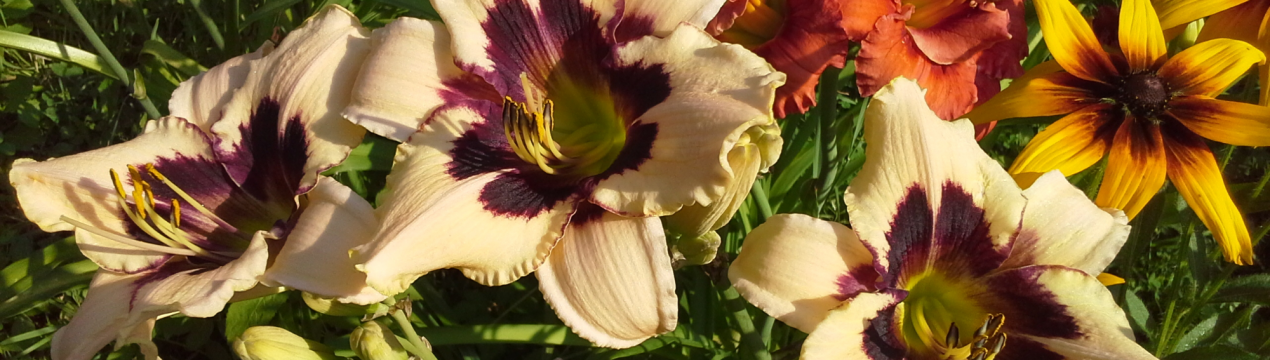 10 прекрасних рослин для глинистої ґрунту