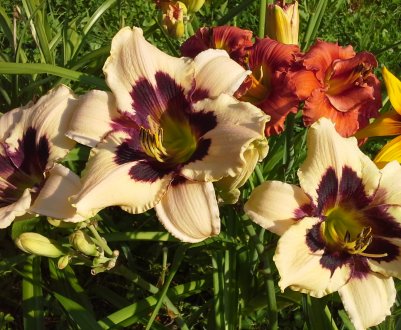 10 прекрасних рослин для глинистої ґрунту