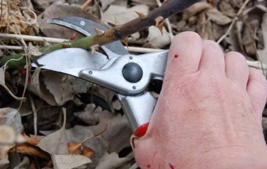 Обрізка троянд