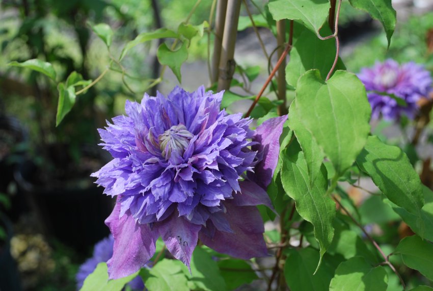 Клематис Діамантина Клематис Діамантина