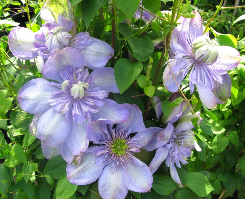 Клематис Блю Лайт Клематис Блю Лайт