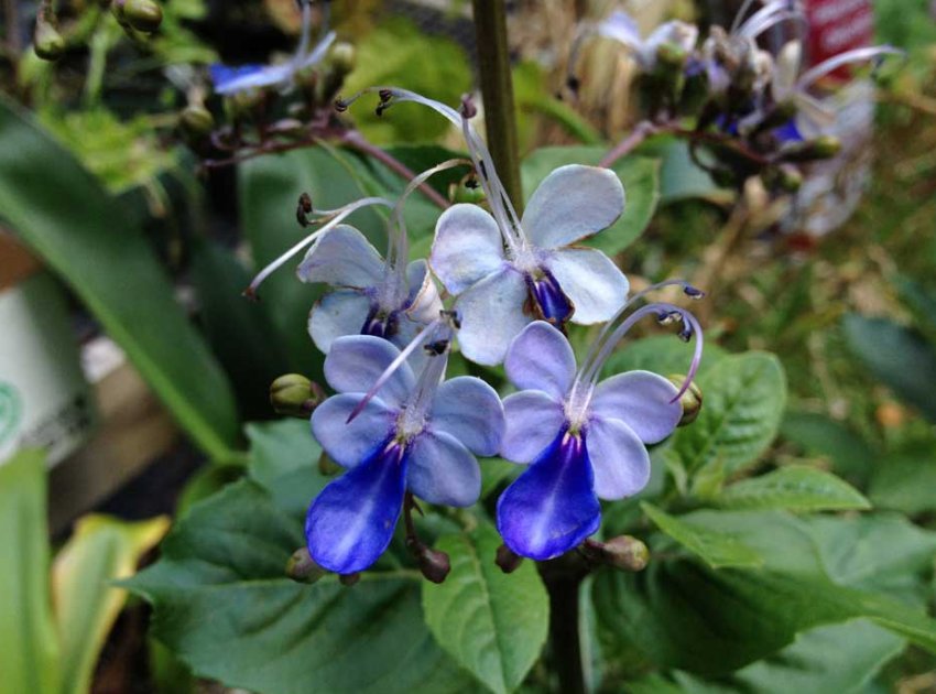 Клеродендрум угандійський Клеродендрум угандійський