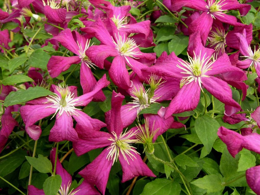 Клематис Шарман Клематис Шарман