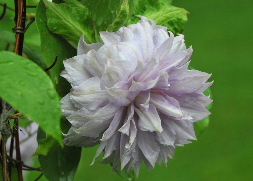 Клематис Бель оф Вокін Клематис Бель оф Вокін