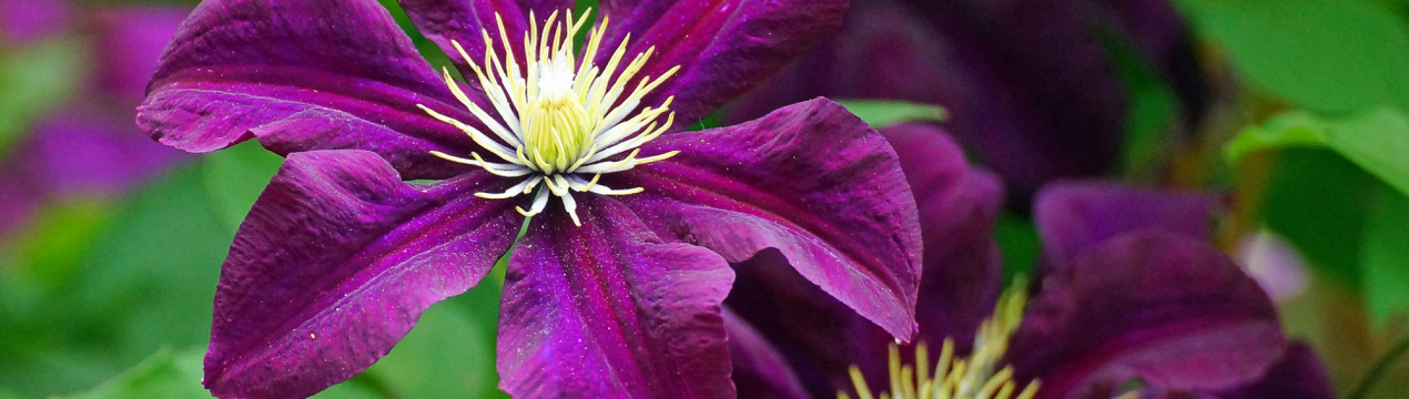 11 кращих сортів махрових клематисів