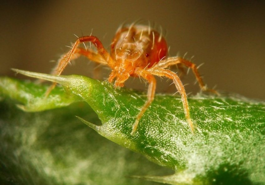 Павутинний кліщ Павутинний кліщ
