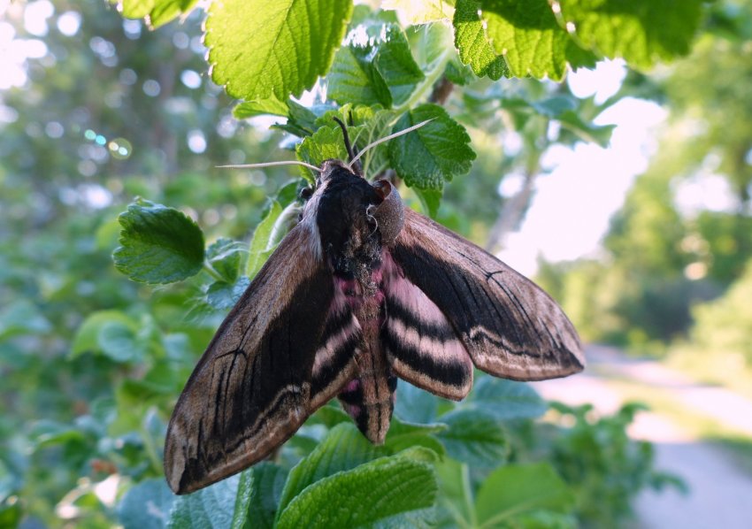 Зимова зозуля Зимова зозуля
