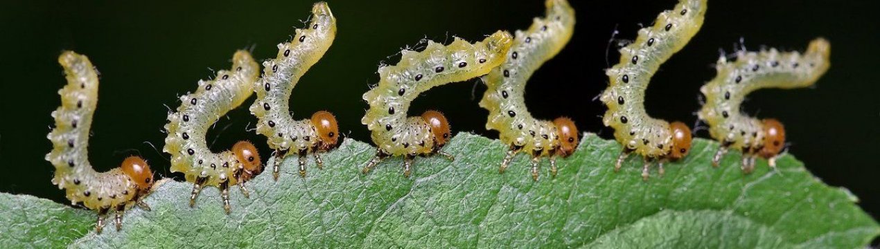 6 найбільш небезпечних шкідників саду