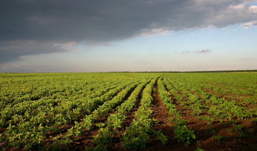 Сільськогосподарські землі Сільськогосподарські землі