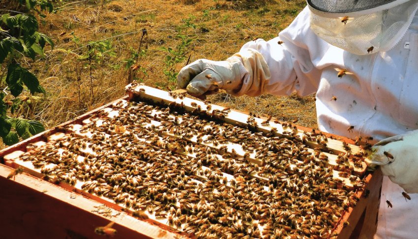 Бджолярство Бджолярство