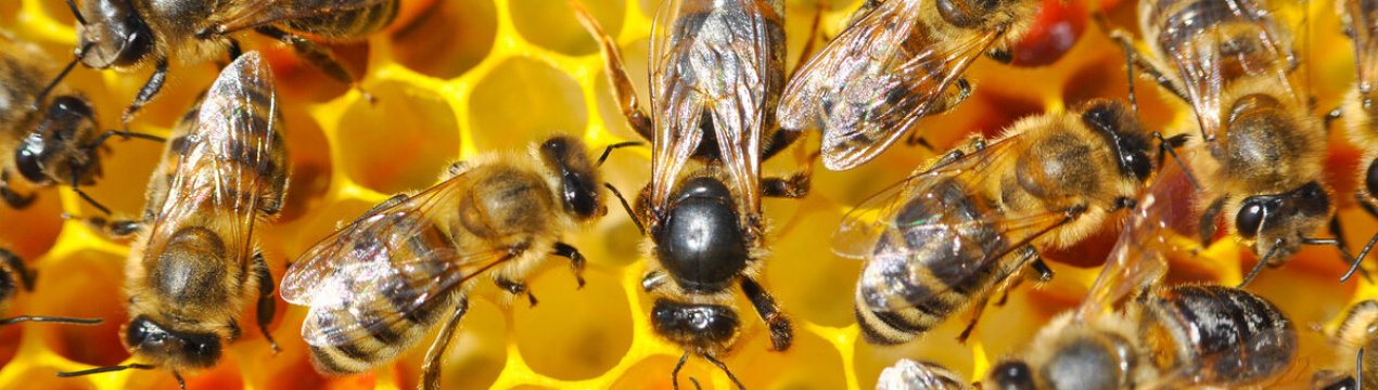 Бджільництво працює з кінця травня