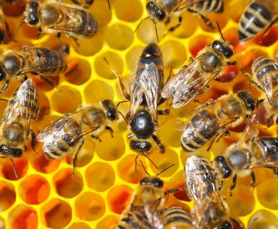 Бджільництво працює з кінця травня