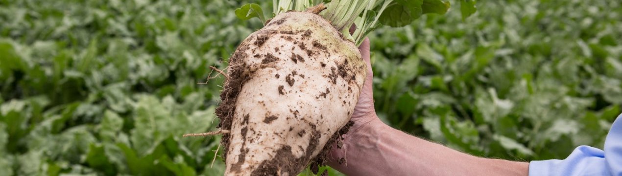 5 найкращих сортів цукрової буряків