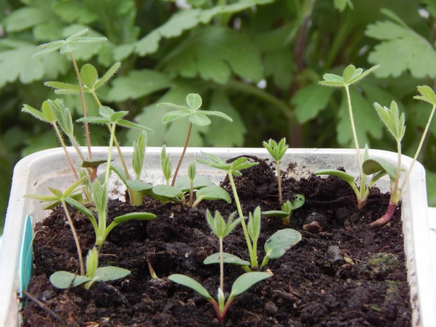 Розсада люпіна Розсада люпіна